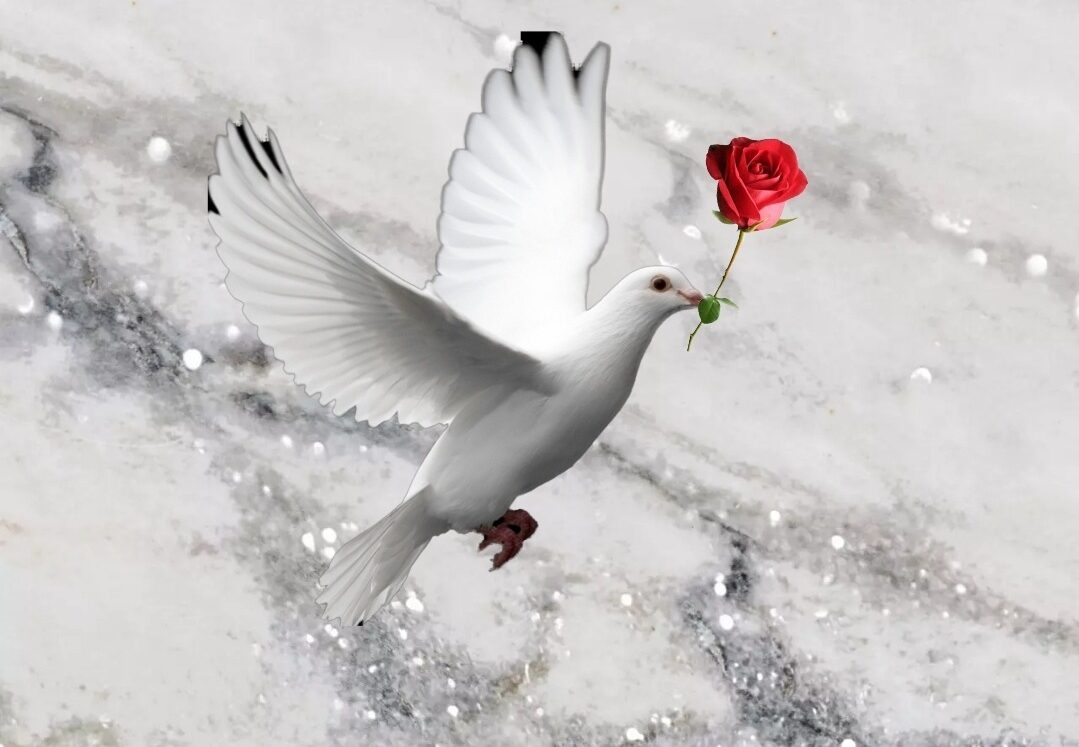 screenshot_20210330-073447_incollage