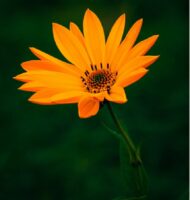 screenshot_20220127-193304_google1826793205811296798