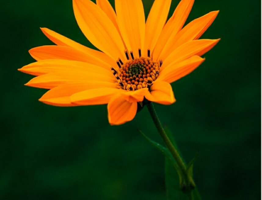 screenshot_20220127-193304_google1826793205811296798