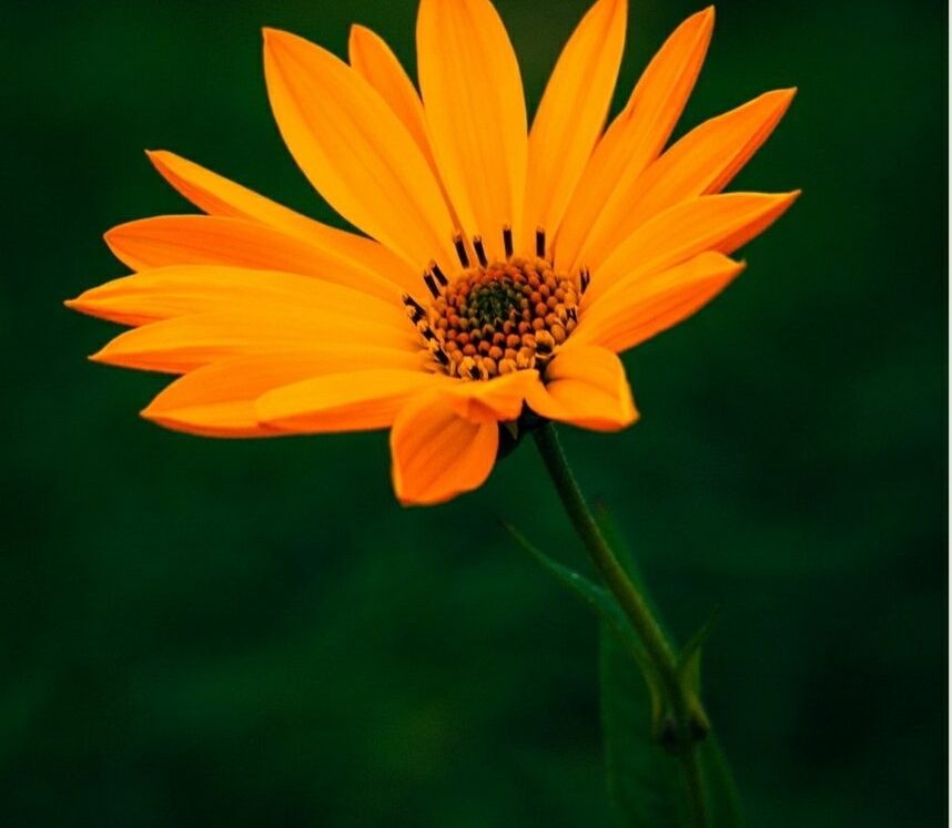 screenshot_20220127-193304_google1826793205811296798