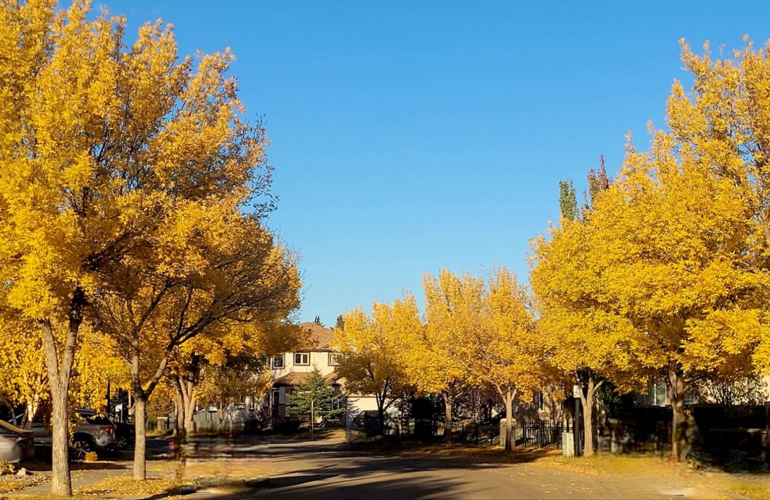 trees